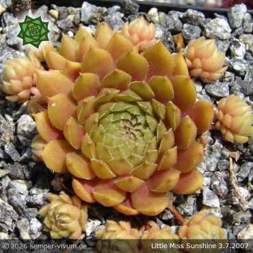 Preview: Sempervivum 'Little Miss Sunshine'