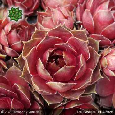 Sempervivum 'Lou Bastidou'