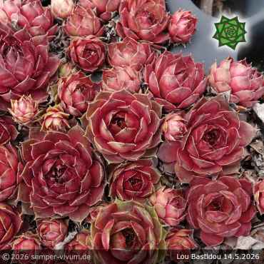 Preview: Sempervivum 'Lou Bastidou'