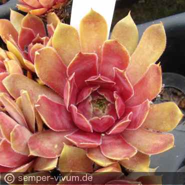 Preview: aufgenommen am 1..6.2018