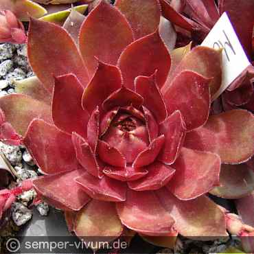 Preview: aufgenommen am 26.5.2014