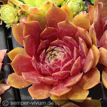 Preview: aufgenommen am 27.6.2017