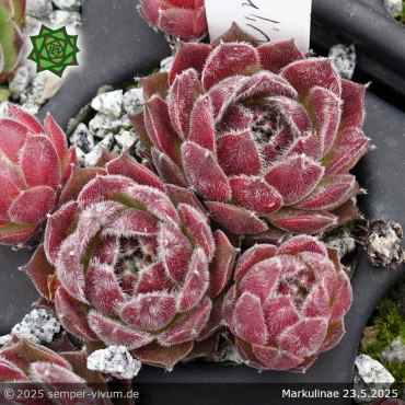 Sempervivum 'Markulinae'