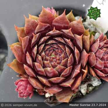 Preview: Sempervivum 'Master Sunrise'