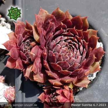 Preview: Sempervivum 'Master Sunrise'