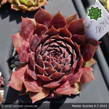 Sempervivum 'Master Sunrise'
