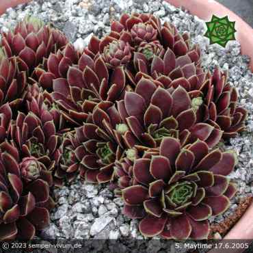 Sempervivum 'Maytime'