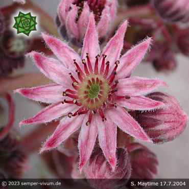 Sempervivum 'Maytime'