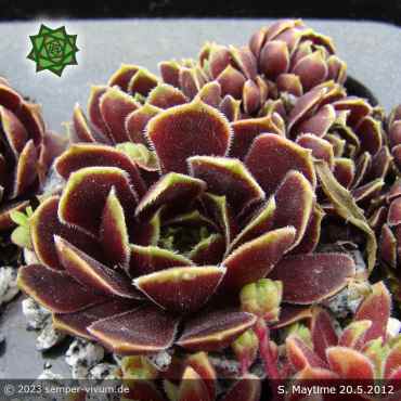 Sempervivum 'Maytime'