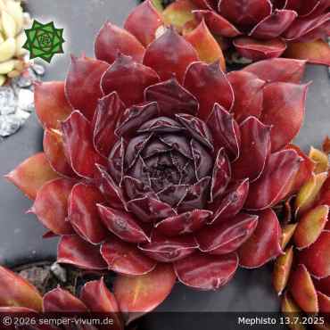 Preview: Sempervivum 'Mephisto'
