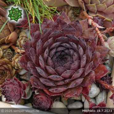 Preview: Sempervivum 'Mephisto'