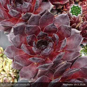 Sempervivum 'Mephisto'