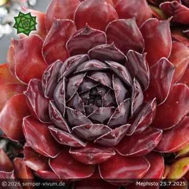 Preview: Sempervivum 'Mephisto'
