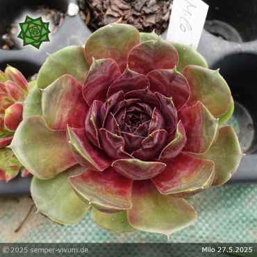 Sempervivum 'Milo'