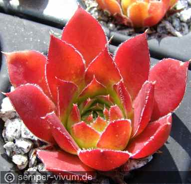 aufgenommen am 16.6.2014