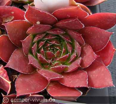 Preview: aufgenommen am 16.7.2012