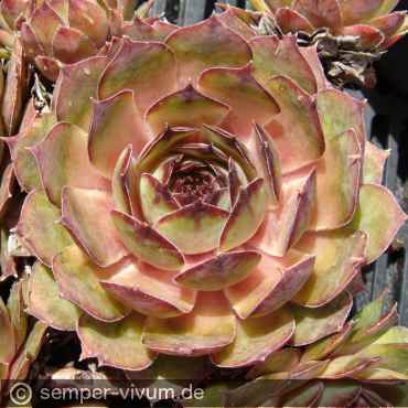 aufgenommen am 10.5.2012