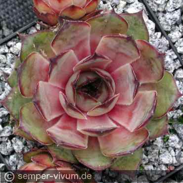 Preview: Sempervivum 'Miss Piggy'