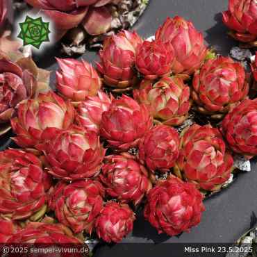 Sempervivum 'Miss Pink'