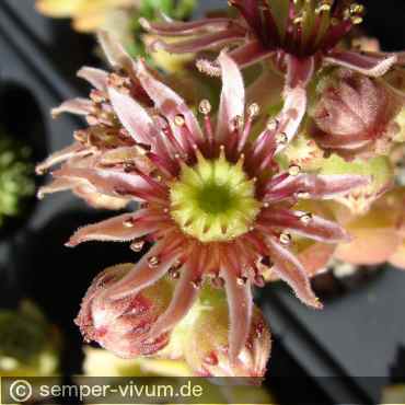Blüte, aufgenommen am 23.7.2019