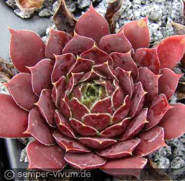 Preview: aufgenommen am 13.9.2018