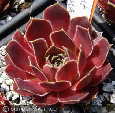 aufgenommen am 18.5.2016