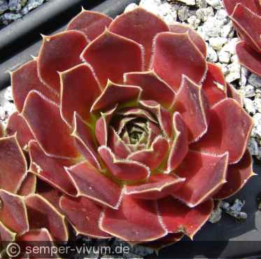 Preview: aufgenommen am 18.5.2016