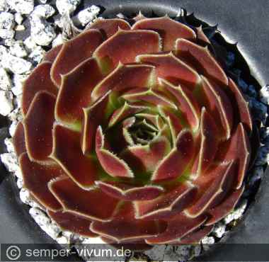 Preview: aufgenommen am 6.5.2017