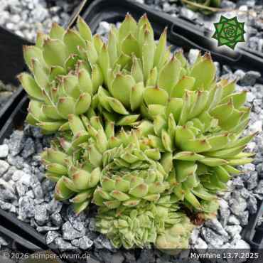 Sempervivum 'Myrrhine'