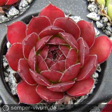 aufgenommen am 15.6.2015