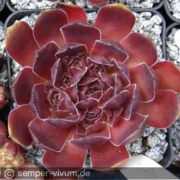 aufgenommen am 24.6.2007