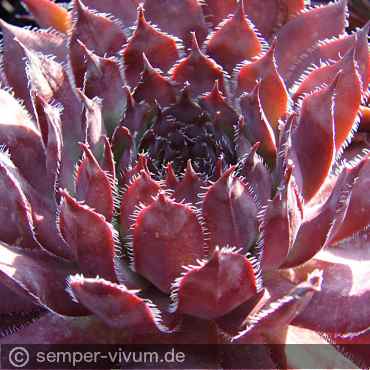 Preview: aufgenommen am 1.7.2010