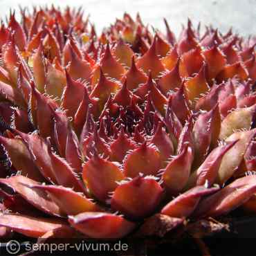 Preview: aufgenommen am 28.7.2016