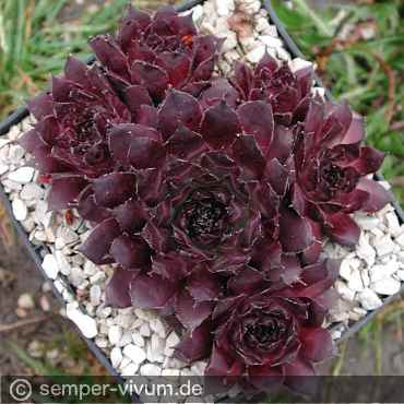 aufgenommen am 3.6.2004