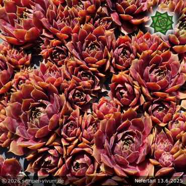 Sempervivum 'Nefertari'