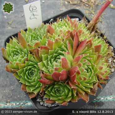 Sempervivum x nixonii 'Blits'