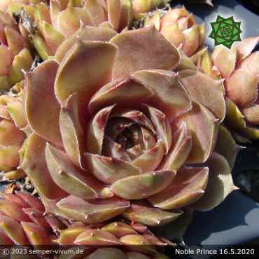 Preview: Sempervivum 'Noble Prince'