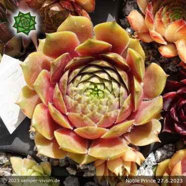 Sempervivum 'Noble Prince'