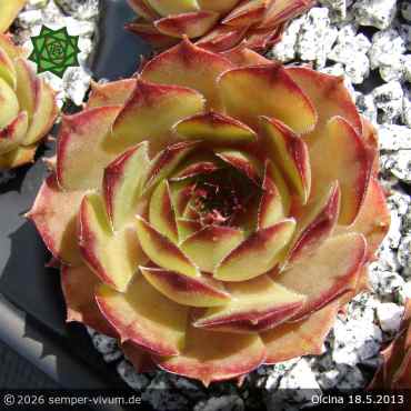 Sempervivum 'Olcina'