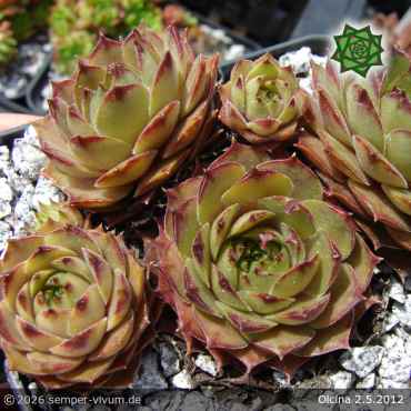 Sempervivum 'Olcina'