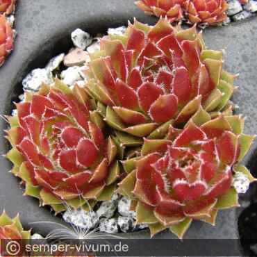 Preview: aufgenommen am 1.5.2017