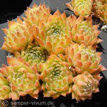 Preview: aufgenommen am 30.7.2017