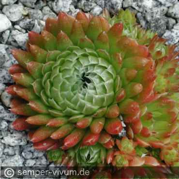 Preview: Orostachys spinosa ex BONGELIA