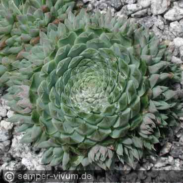 Preview: aufgenommen am 22.6.2005