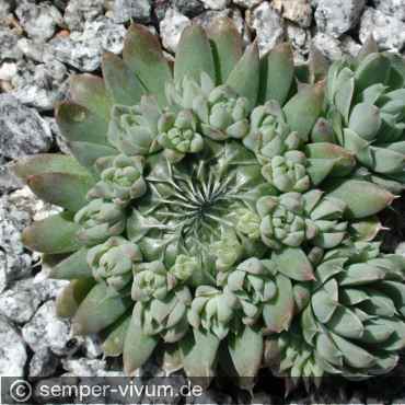 Preview: aufgenommen am 28.5.2005