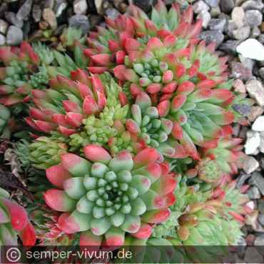 Preview: aufgenommen im Juni 2004