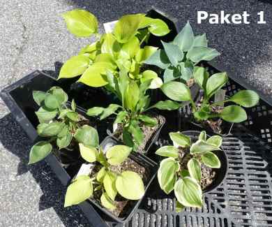 Hosta Paket 1