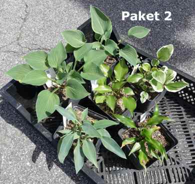 Hosta Paket 2