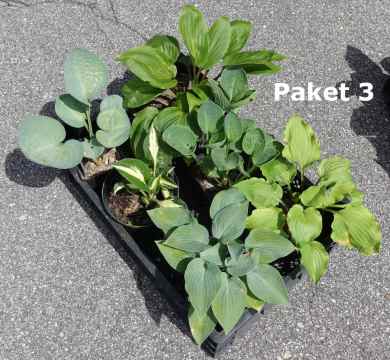 Hosta Paket 3