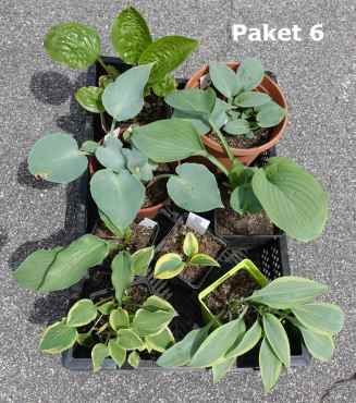 Hosta Paket 6